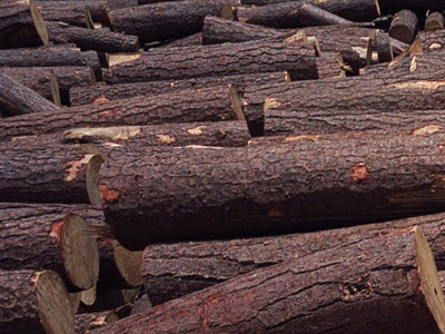 Έκοβαν παράνομα ξύλα