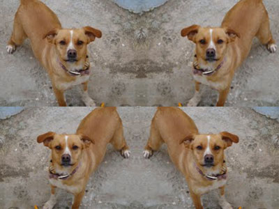 Χάθηκε η Λολίτα