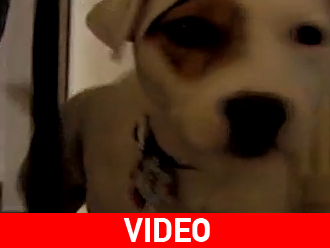 Σκύλος «κοριοεντοπιστής»