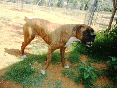 Χαρίζεται η Λούνα