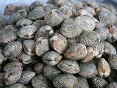 Υπολόγιζαν χωρίς τον έλεγχο του Λιμενικού