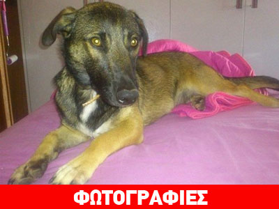 Χαρίζεται η Μάιρα