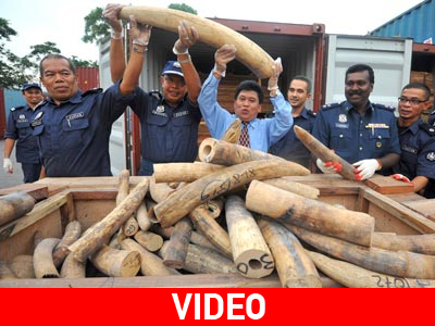 Τεράστια ποσότητα ελεφαντόδοντου κατασχέθηκε στη Μαλαισία