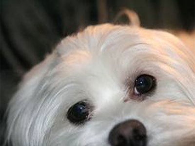 Χάθηκε θηλυκό κανίς στο Χαλάνδρι