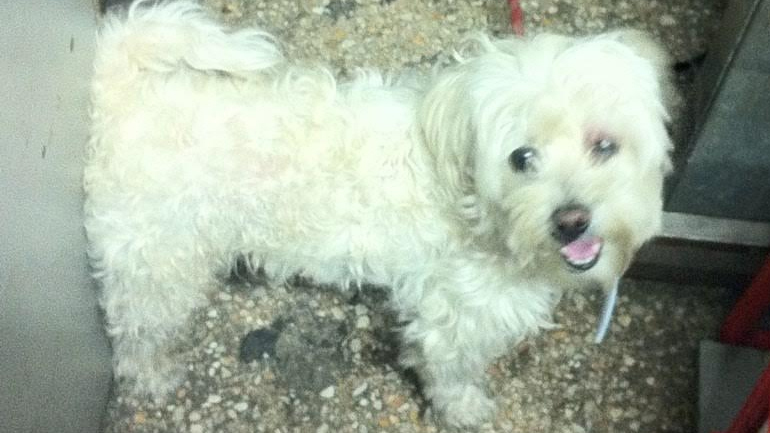 Βρέθηκε μαλτεζάκι στον Χολαργό