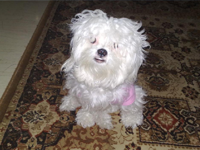 Βοηθήστε να βρεθεί το μαλτεζάκι!