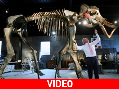 Ηνωμένο Βασίλειο: Στο «σφυρί» σπάνιος σκελετός μαμούθ!