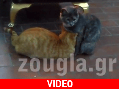 Μάνα γάτα είναι μόνο μία!