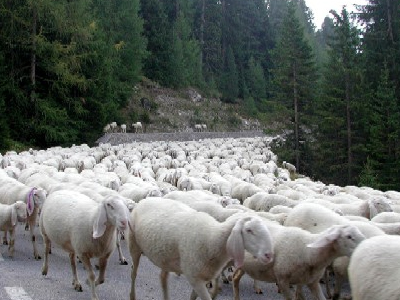 Του έκλεψαν αρνιά