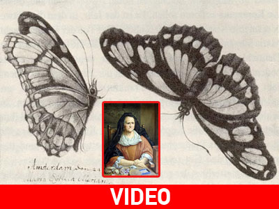 Η Google τιμά τη Μαρία Σιμπίλα Μέριαν Η Google τιμά τη Μαρία Σιμπίλα Μέριαν