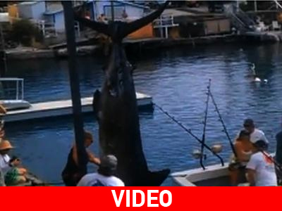 Χαβάη: Ψάρεψαν γιγαντιαίο ξιφία
