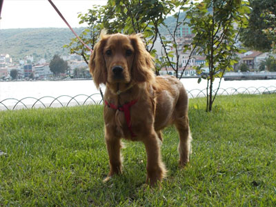 Χάθηκε στα Βριλήσσια