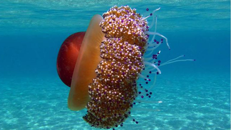 Πολύχρωμη μέδουσα στα νερά της Λήμνου προκαλεί θαυμασμό