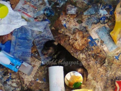 Μεσολόγγι: Ηλικιωμένη ξυλοκόπησε σκυλίτσα και σκότωσε το κουτάβι της!