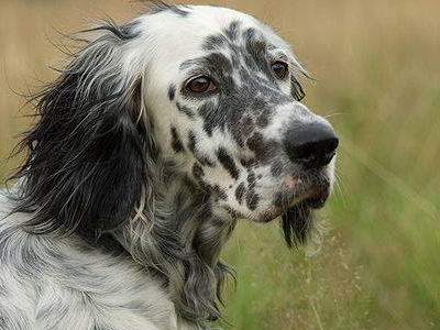 Μήπως τον χάσατε στο Χαλάνδρι;