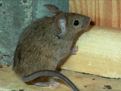 «Σούπερ» ποντίκια στη Γερμανία και Ισπανία