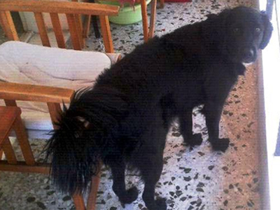 Βοηθήστε να βρεθεί ο Synny Boy!