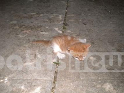 Επιχείρηση για τη διάσωση μικρής γάτας στην Αμαλιάδα