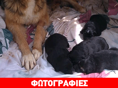 Παιανία: Αναζητούν μια ζεστή αγκαλιά!