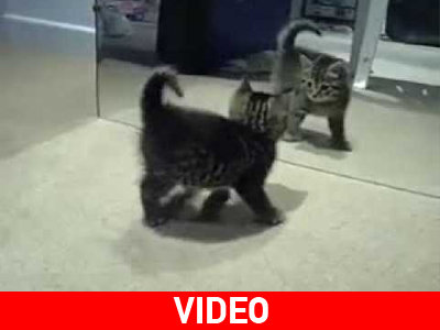 Όταν το γατάκι συνάντησε τον καθρέφτη