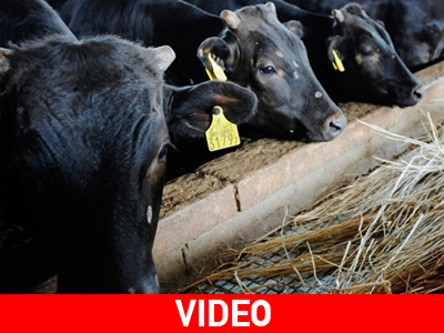 Ελεύθερη η κατανάλωση βοδινού σε επαρχία της Ιαπωνίας
