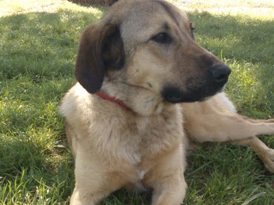 Βρέθηκε σπίτι για τη Μόιρα!