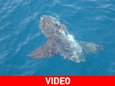 Το… εξωγήινο ψάρι των ωκεανών!