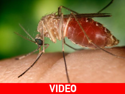 Τα κουνούπια κάνουν πάρτι στην Ξάνθη!