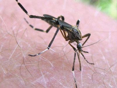 Ρέθυμνο: Ξεκίνησε το πρόγραμμα καταπολέμησης κουνουπιών