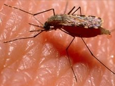 Αύξηση 30% των κρουσμάτων Μαλάριας στη Βρετανία