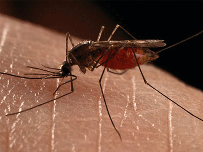 Μέτρα για την καταπολέμηση των κουνουπιών στην Αιτωλοακαρνανία