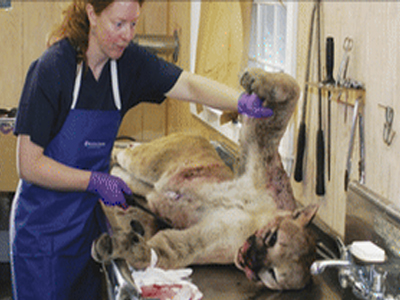 Επικό ταξίδι για πούμα στις Η.Π.Α.