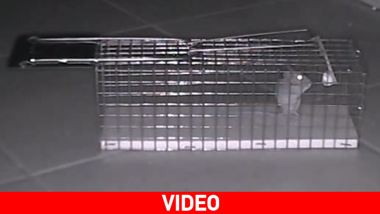 Mouse Impossible: Η διάσωση του Ποντικομικρούλη!