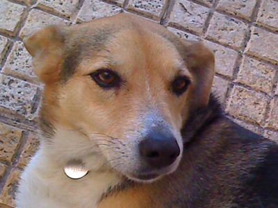 Χάθηκε η Μπέλα