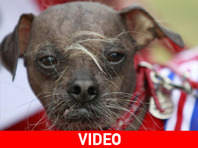 Το πιο άσχημο σκυλί του κόσμου για το 2012