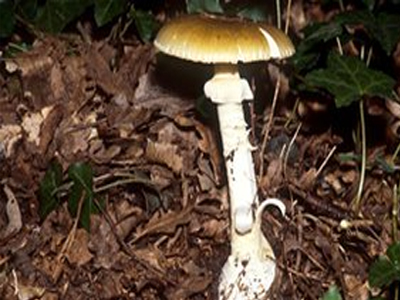 «Μαύρη» Πρωτοχρονιά για παρέα φίλων στην Αυστραλία