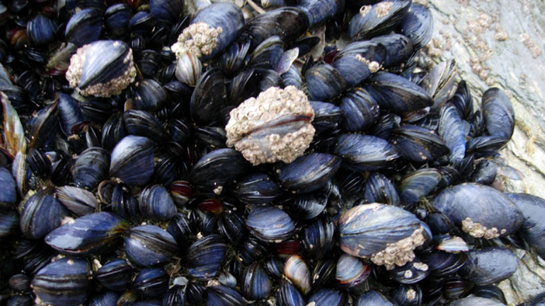 Πρέβεζα: Απαγόρευση αλιείας και διακίνησης μυδιών λόγω μόλυνσης