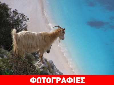 Κατσίκα… ναυαγός στη Νάξο!