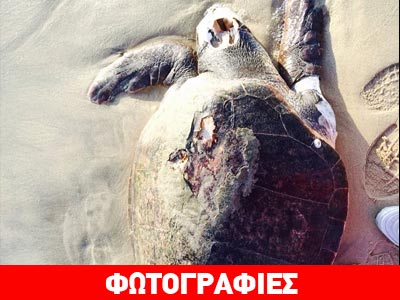 Νεκρή χελώνα εκβράστηκε στη Νάξο!