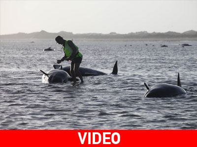 Νέα Ζηλανδία: Νεκρές περισσότερες από 100 φάλαινες