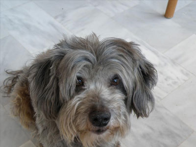 Βοηθήστε να βρεθεί!