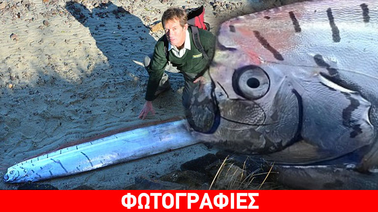 Νέα Ζηλανδία: Ψάρι… κουπί εκβράστηκε σε αλυκές!