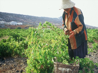 ΟΓΑ: Καταβολή συντάξεων Σεπτεμβρίου