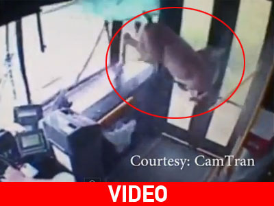 Η.Π.Α.: Oh… deer!