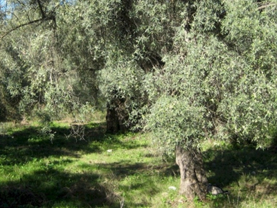 Ξεψύχησε στο χωράφι του
