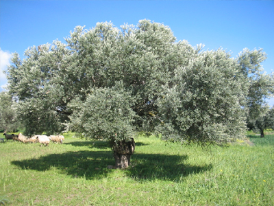 Έκοψαν παράνομα ελιές στην Κέρκυρα