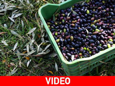 Τεράστιες οι ζημιές στους ελαιώνες του Ηρακλείου