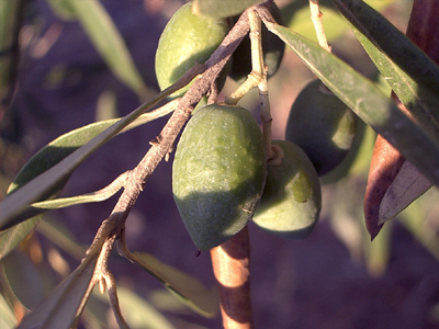 Μετά τα φυτοφάρμακα η… συγκομιδή