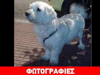 Χάθηκε ο Όλιβερ από την Κυψέλη – Αμοιβή 500 ευρώ