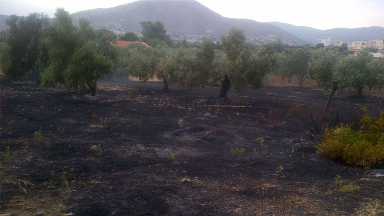Στις φλόγες χορτολιβαδική έκταση στη Βοιωτία